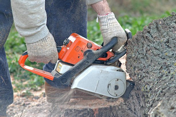 Best Hedge Trimming  in Lawrenceburg, TN