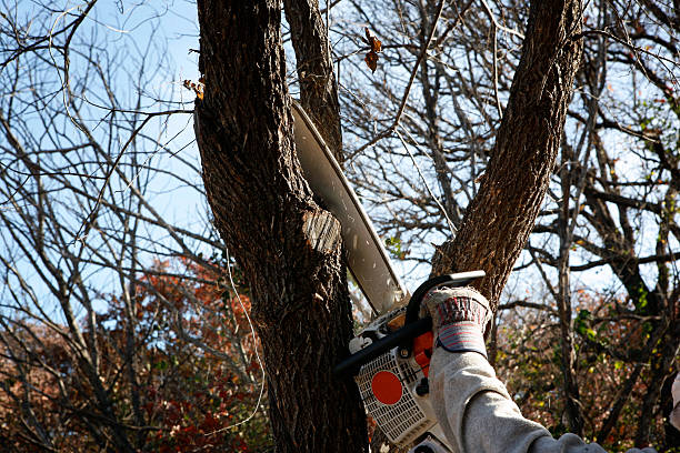 Best Stump Grinding and Removal  in Lawrenceburg, TN