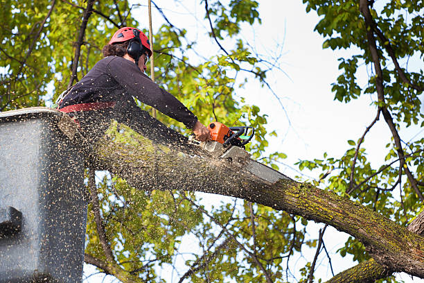 Best Root Management and Removal  in Lawrenceburg, TN