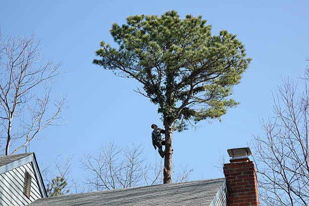 Best Utility Line Clearance  in Lawrenceburg, TN