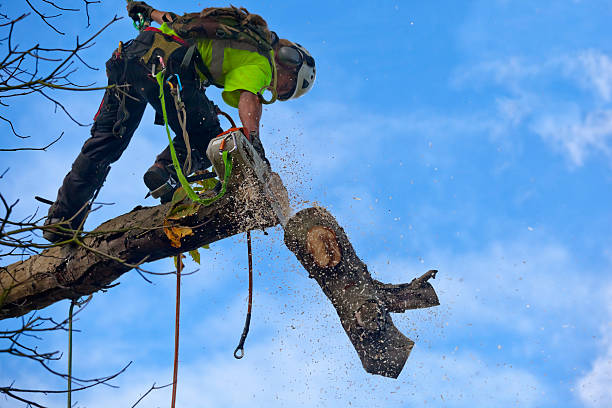 Best Emergency Tree Removal  in Lawrenceburg, TN