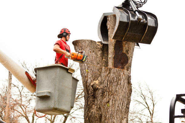 Best Seasonal Cleanup (Spring/Fall)  in Lawrenceburg, TN